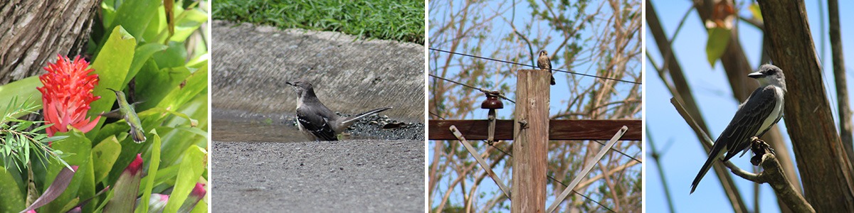 Primeras aves fotografiadas