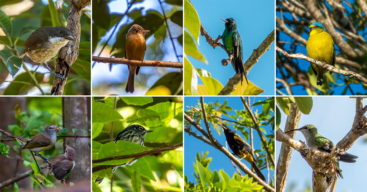 Aves de Puerto Rico