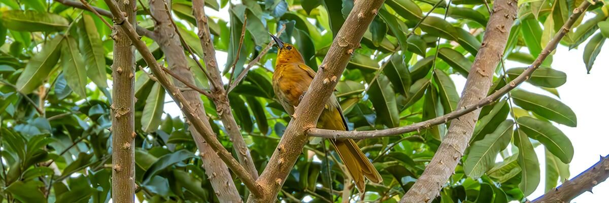 Calandria de Puerto Rico juvenil o inmaduro