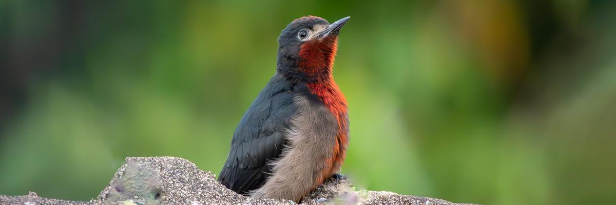 Pajaro carpintero de Puerto Rico macho