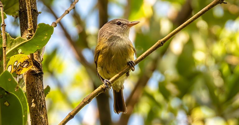 Bienteveo de Puerto Rico