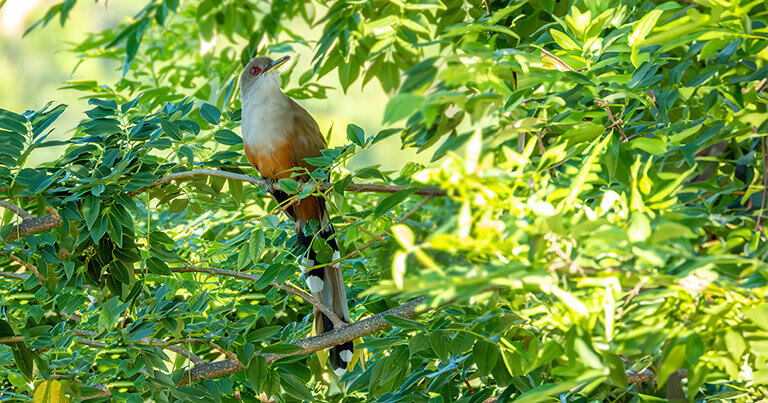 Pájaro bobo mayor de Puerto Rico