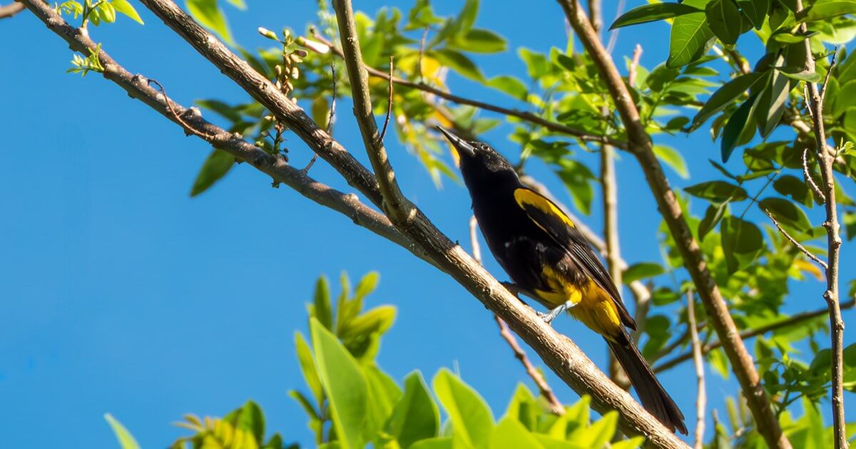 Calandria de Puerto Rico