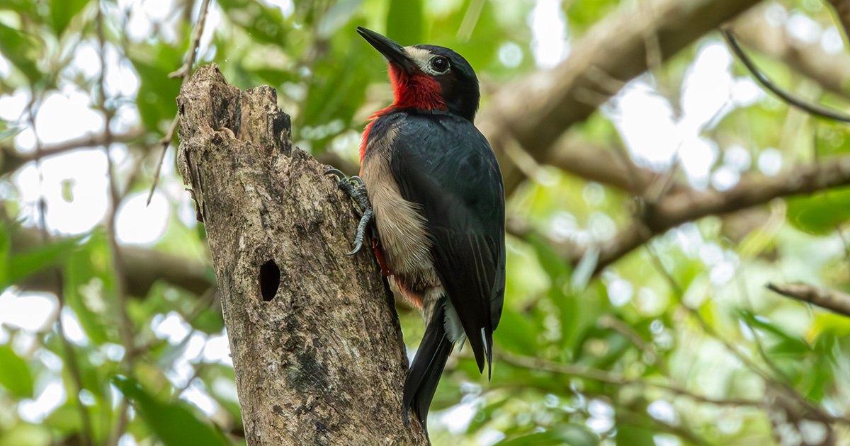 Pájaro carpintero de Puerto Rico