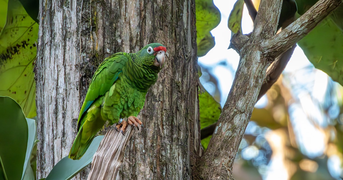 Cotorra puertorriqueña, iguaca, amazona vittata