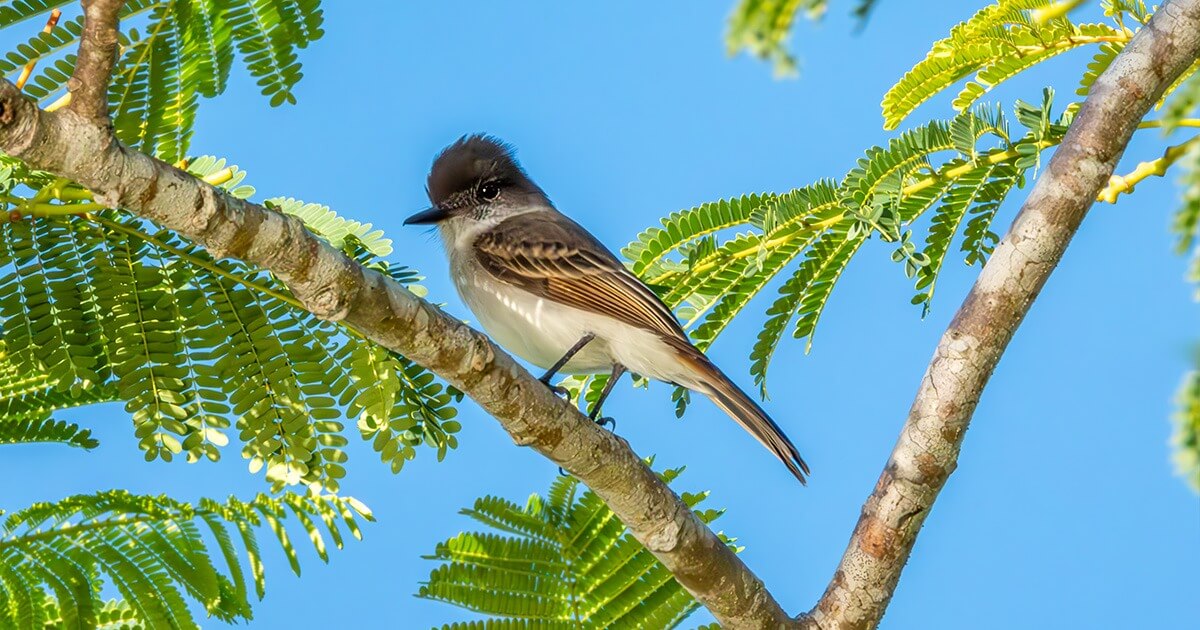 Jui de Puerto Rico