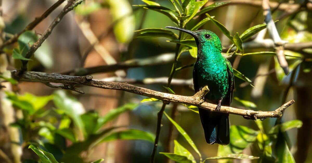 Zumbador verde o mango verde, colibri de Puerto Rico