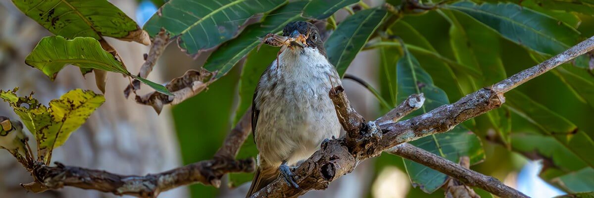 Llorosa de Puerto Rico