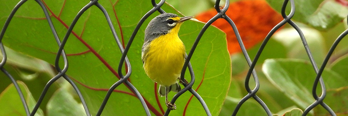 Reinita mariposera de Puerto Rico