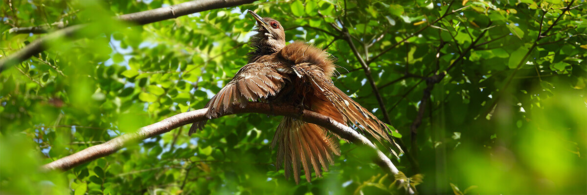 Pájaro bobo mayor secando sus plumas al sol