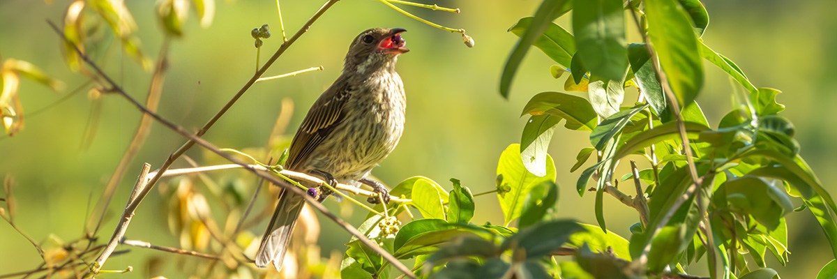 Reina mora de Puerto Rico hembra