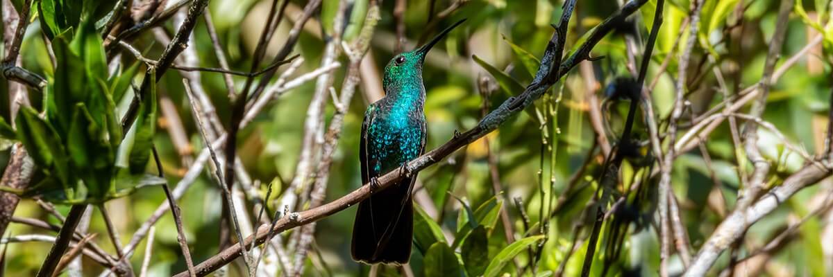 Zumbador verde de Puerto Rico